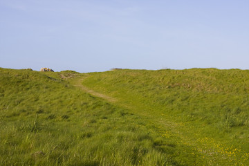 grass and flower on coastline