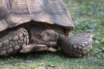 Obraz premium Riesenschildkröte