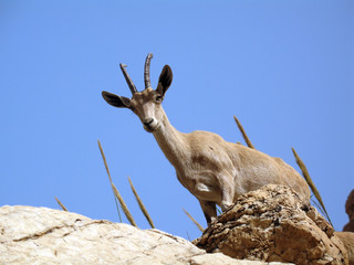 Mountain goat