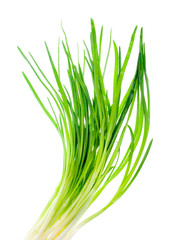 spring onion isolated