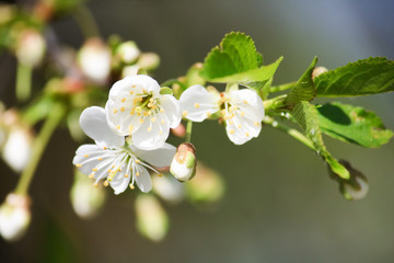 Cherry tree in bloom