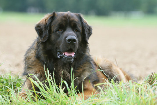 leonberg couch&eacute; de face &agrave; la campagne
