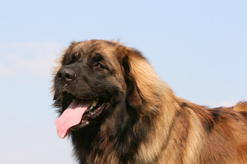 portrait du gentil leonberg sur fond de ciel bleu
