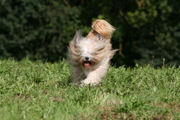 terrier du tibet courant a toute allure dans le jardin