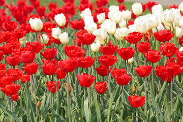 Red and white tulips