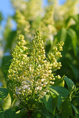Obraz premium White lilac