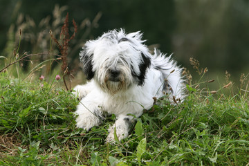 terrier du tibet noir et blanc allongé détendu dans l'herbe