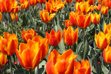 Bright tulips