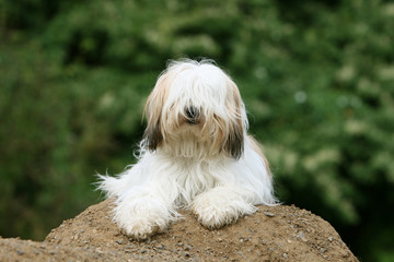 terrier du tibet allongé sur une butte de terre dans le jardin