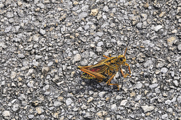 everglades national park, grasshopper
