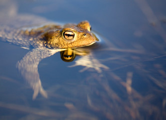frog floating in pond