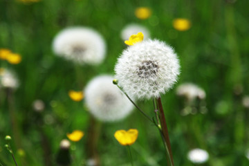 Pusteblume