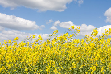 Obraz premium Rape field