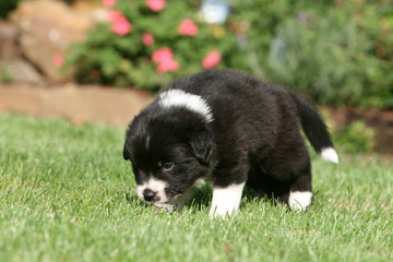 petit border collie noir et blanc dans le jardin