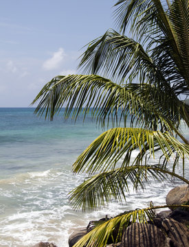 palm tree over caribbean sea nicaragua big corn island