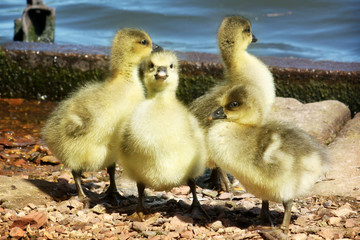 A gaggle of Greylag Goslings