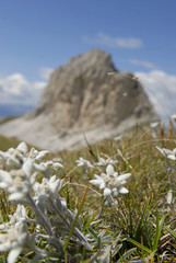 Obraz premium edelweiss in den dolomiten alpen Südtirol