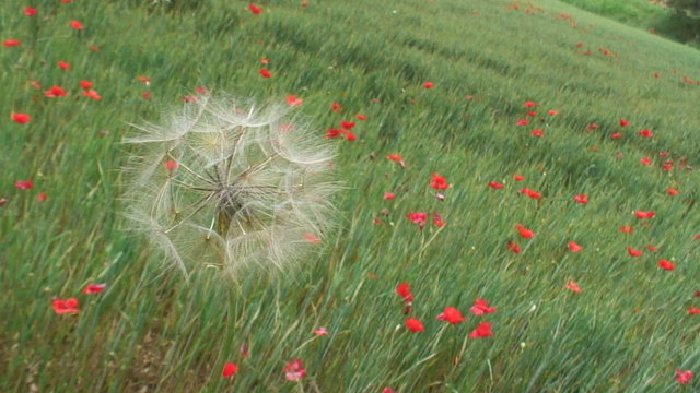Pusteblume in Blumenwiese
