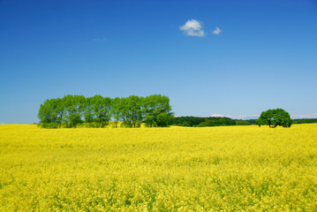 Fototapeta premium Rapslandschaft mit Bäumen 025