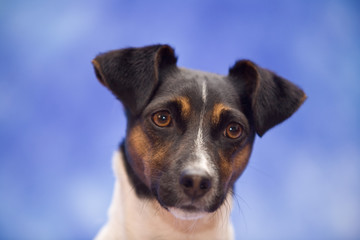 Jack russell