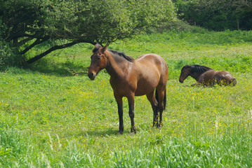 Pferd - horse 05 © LianeM