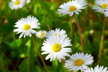 Fototapeta premium Gänseblümchen closeup
