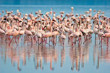 Fensteraufkleber Flamingos © Antonio Jorge Nunes