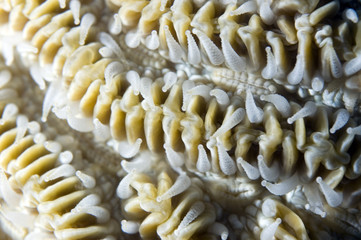 Maze Coral Polyps Macro