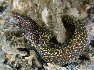 Spotted Moray Eel-Gymnothorax moringa