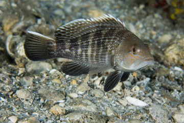 Black Seabass-Centropristis striata