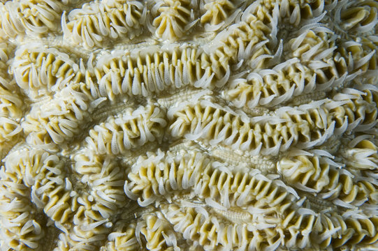 Maze Coral Polyps Macro