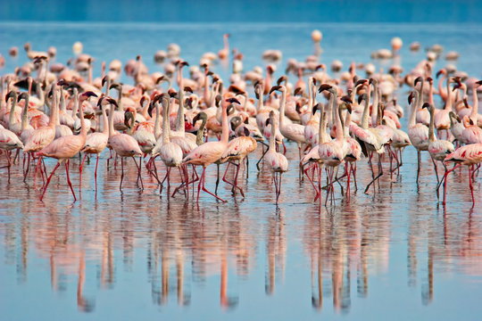Fototapeta Flamingos