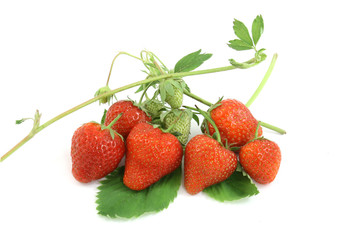 strawberries