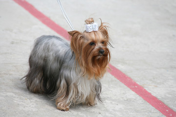 Beautiful dog on a leash