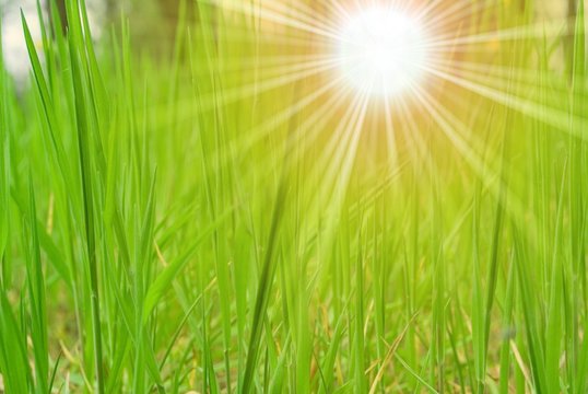 green grass in the evening forest