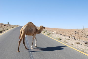 Chameau traversant l'autoroute - Jordanie