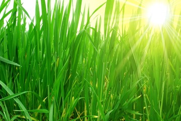 green grass in the park