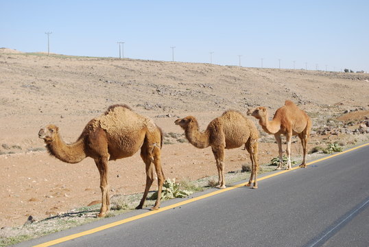 Chameaux en bord d'autoroute - Jordanie
