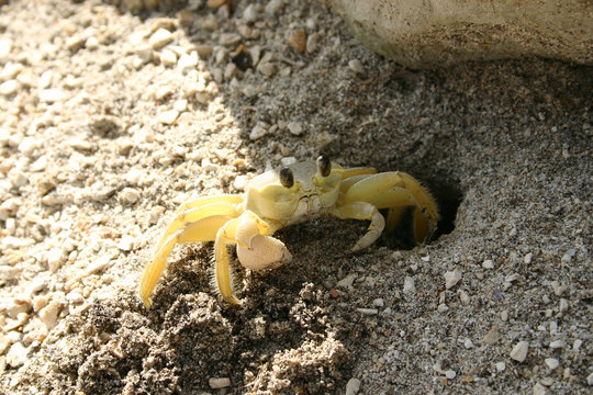 Granchio scava una tana all'ombra per riparo dal sole