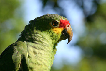 Pappagallo - Messico