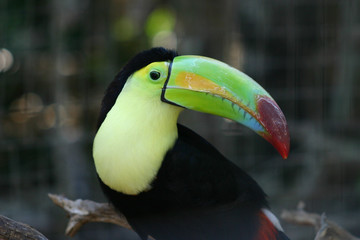 Fototapeta premium Tucano - Messico