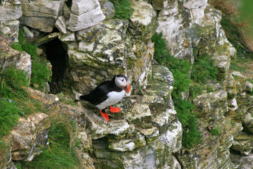 Puffin sitting on a rock