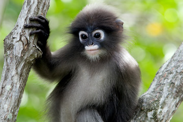Dusky Leaf Monkey
