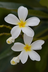 Fototapeta premium Frangipani Flower