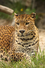 Leopard looking at you