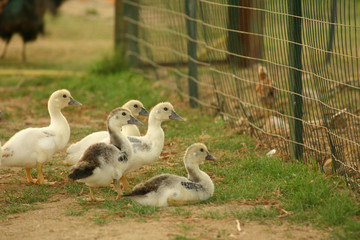 Papere uscite dal recinto guardano indietro la 'ex-prigione'