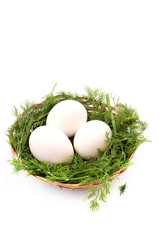 eggs in the nest isolated