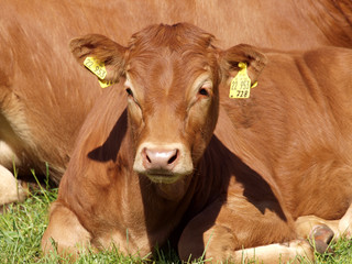 Kalb