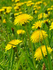 yellow dandelions glade