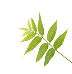 Fototapeta premium Tree twig